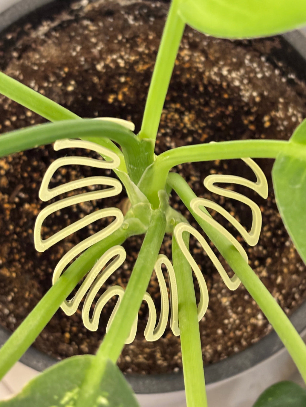 Monstera Stem Support | 3D Printed Houseplant Trellis | Plant Holder