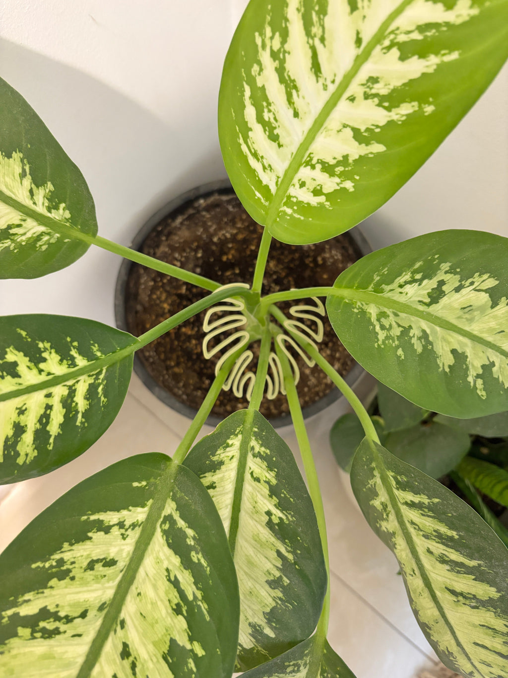 Monstera Stem Support | 3D Printed Houseplant Trellis | Plant Holder